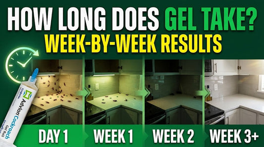 How long cockroach gel takes to work, week by week