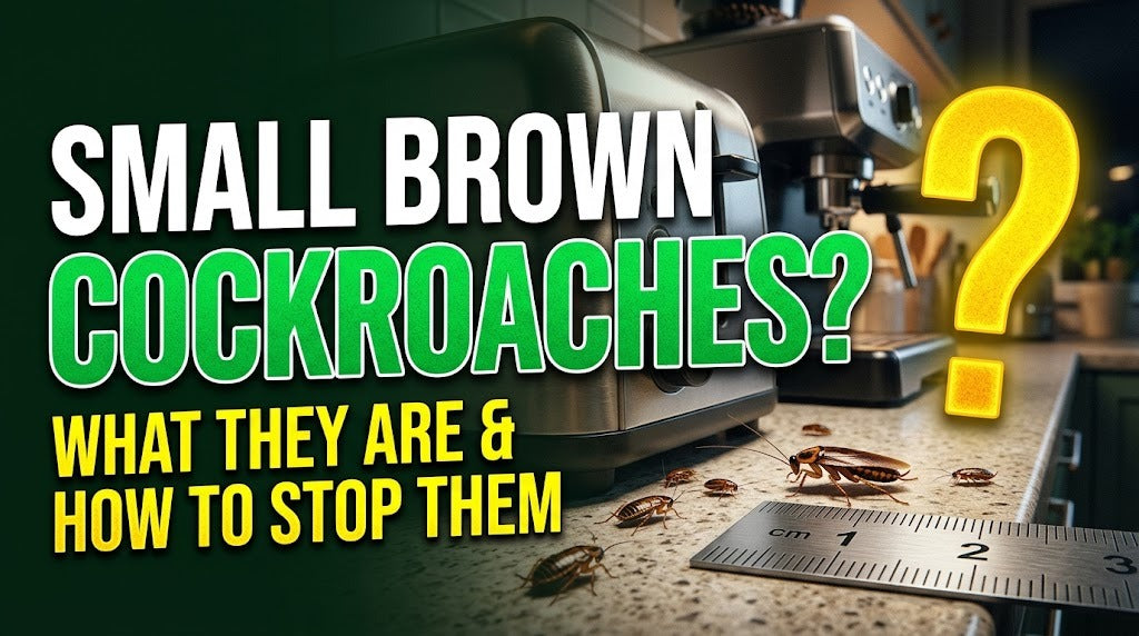 Small brown cockroaches in the kitchen: what they are