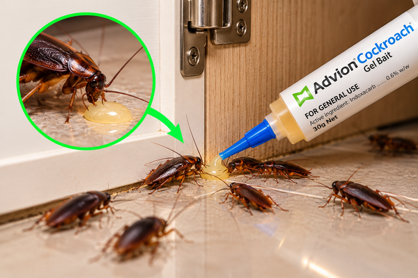 Cockroaches eat the bait